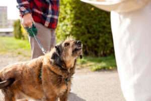 prove a dog bite attack